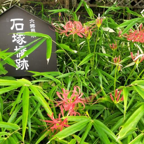 Red spider lily